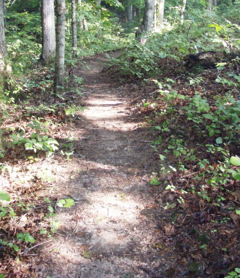 A narrow dirt trail winding through a dense forest, surrounded by lush green foliage and scattered leaves. Sunlight filters through the trees, casting soft shadows on the path. Rotary Park mountain bike trail.