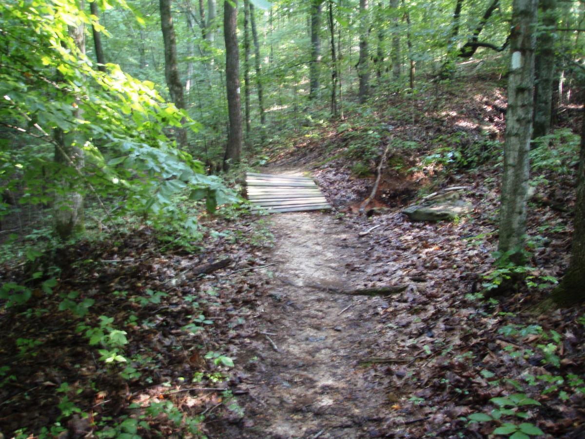 A narrow dirt path winding through a lush green forest, with a wooden bridge crossing over a small gully. The ground is covered in fallen leaves and scattered twigs, and tall trees with bright green foliage create a serene, natural environment. Rotary Park mountain bike trail.