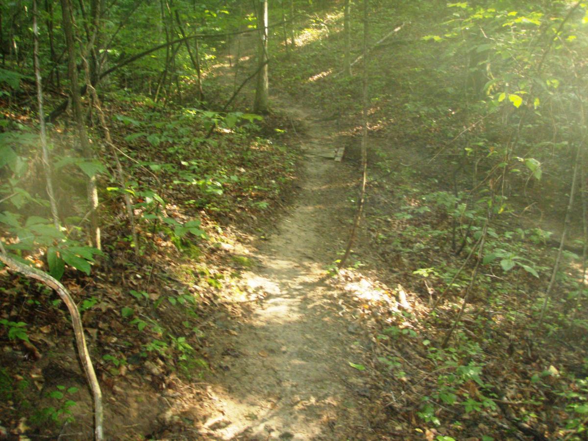 A narrow dirt path winding through a sunlit forest, surrounded by greenery, shrubs, and trees. The trail is partially shaded and leads into the distance, with patches of sunlight illuminating the leafy surroundings. Rotary Park mountain bike trail.