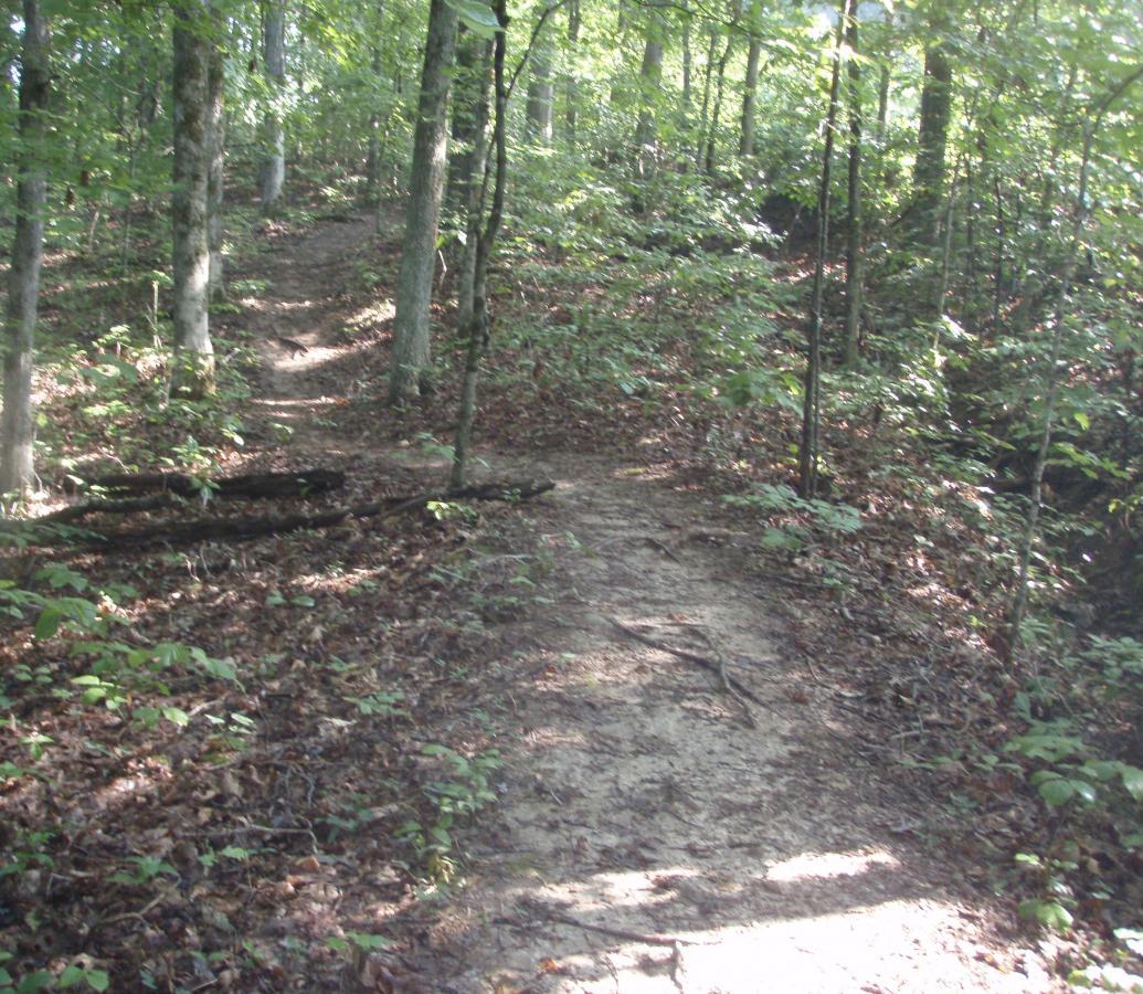 A dirt trail winding through a lush, green forest, flanked by trees and fallen leaves, with sunlight filtering through the foliage. Rotary Park mountain bike trail.