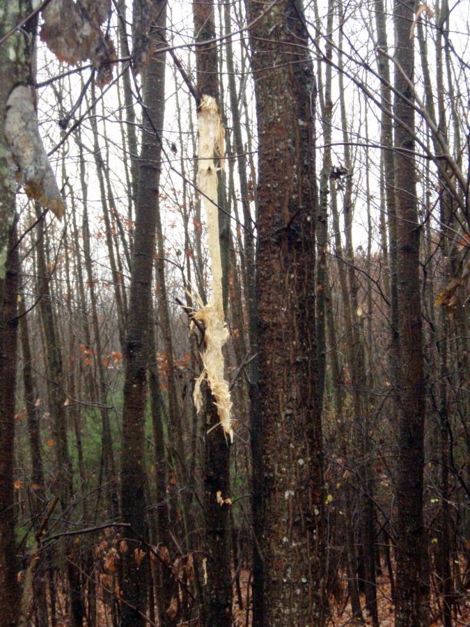 A forest scene featuring several tall trees with bare branches. A section of bark is stripped away from one tree, revealing lighter wood underneath. The atmosphere appears overcast, with a soft focus on the background trees. Levis Mounds mountain bike trail.