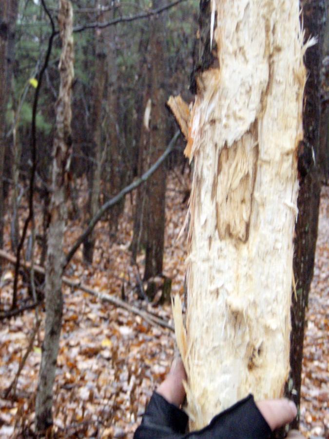 A close-up view of a hand holding a weathered tree trunk in a forest, displaying noticeable bark damage and exposed wood, with a blurred background of trees and fallen leaves. Levis Mounds mountain bike trail.