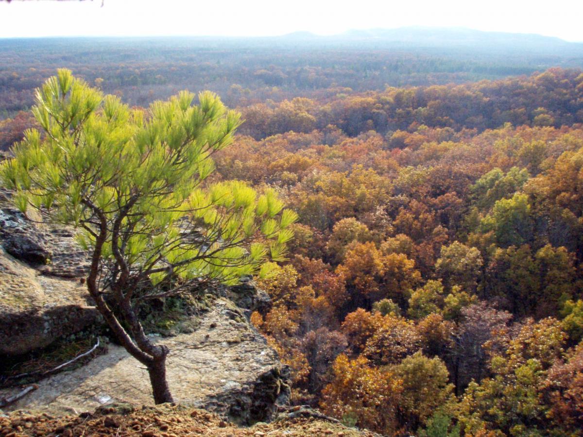 A scenic view from a rocky overlook showcasing a small green pine tree on the edge, with a vast expanse of autumnal forest below featuring vibrant shades of orange, yellow, and green foliage stretching into the distance under a bright sky. Levis Mounds mountain bike trail.