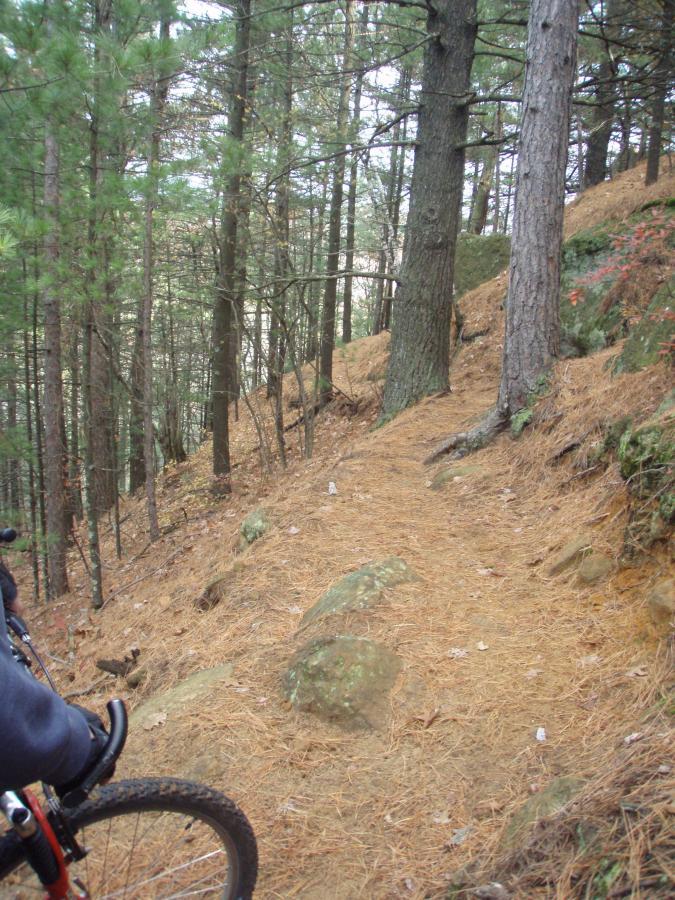 A narrow dirt trail winding through a forest of tall pine trees, with scattered rocks and pine needles covering the ground. A portion of a mountain bike is visible on the left side of the image, suggesting an outdoor recreational activity in a natural setting. Levis Mounds mountain bike trail.