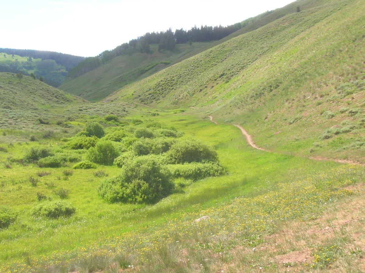 A lush green valley framed by rolling hills, featuring an unpaved trail winding through clusters of shrubs and wildflowers. The landscape is characterized by vibrant grass and scattered trees in the background, under a bright sky. Reno / Flag / Bear / Deadman Loop mountain bike trail.