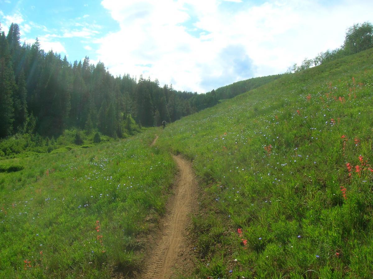 A winding dirt trail through a vibrant green meadow filled with wildflowers, bordered by dense evergreen trees under a partly cloudy sky. Reno / Flag / Bear / Deadman Loop mountain bike trail.