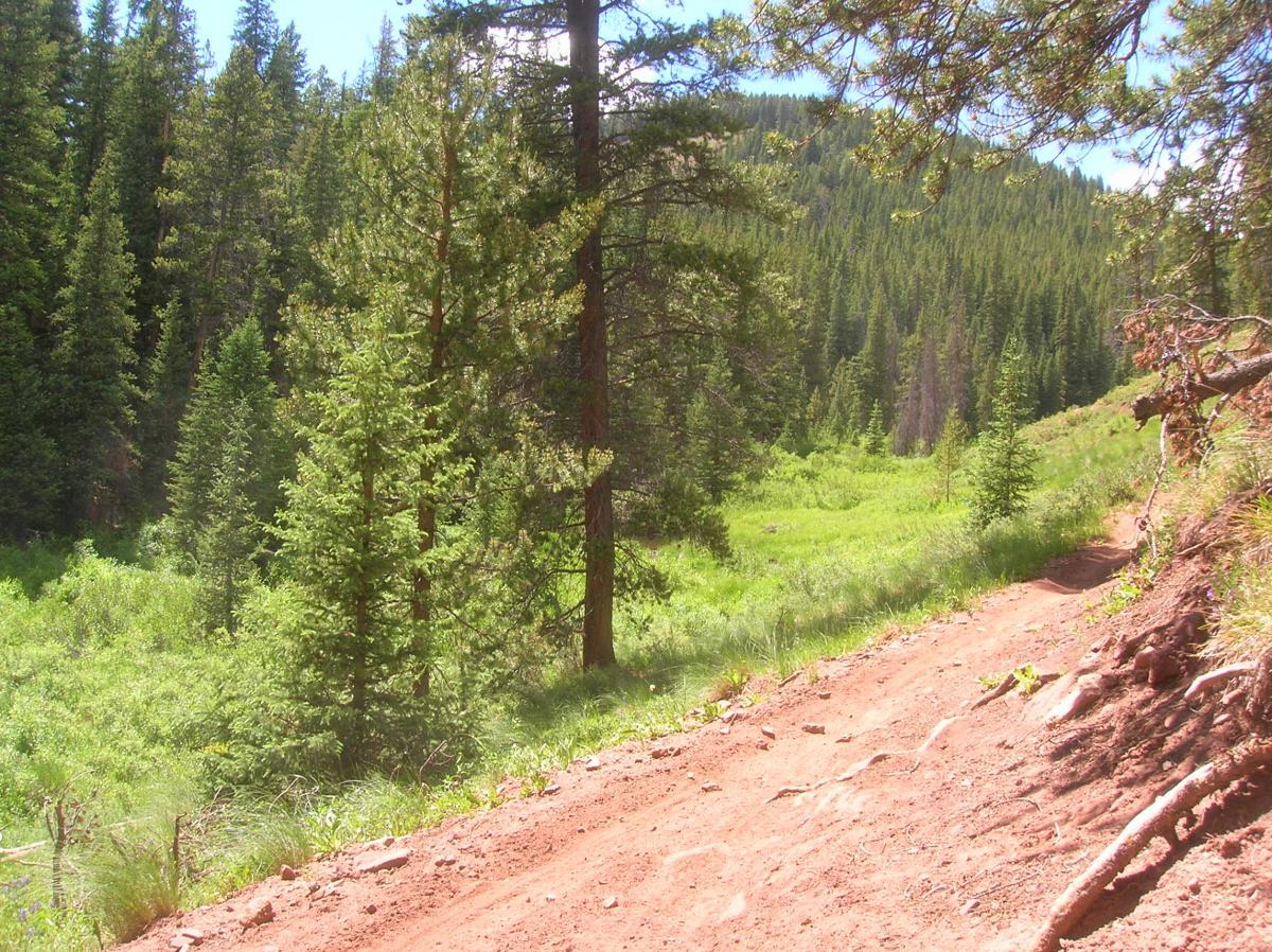 A scenic view of a wooded area featuring tall evergreen trees and a dirt path. The landscape is lush with green grass and plants, leading into a gentle slope of a hillside. Bright sunlight filters through the trees, illuminating the vibrant greenery. Reno / Flag / Bear / Deadman Loop mountain bike trail.