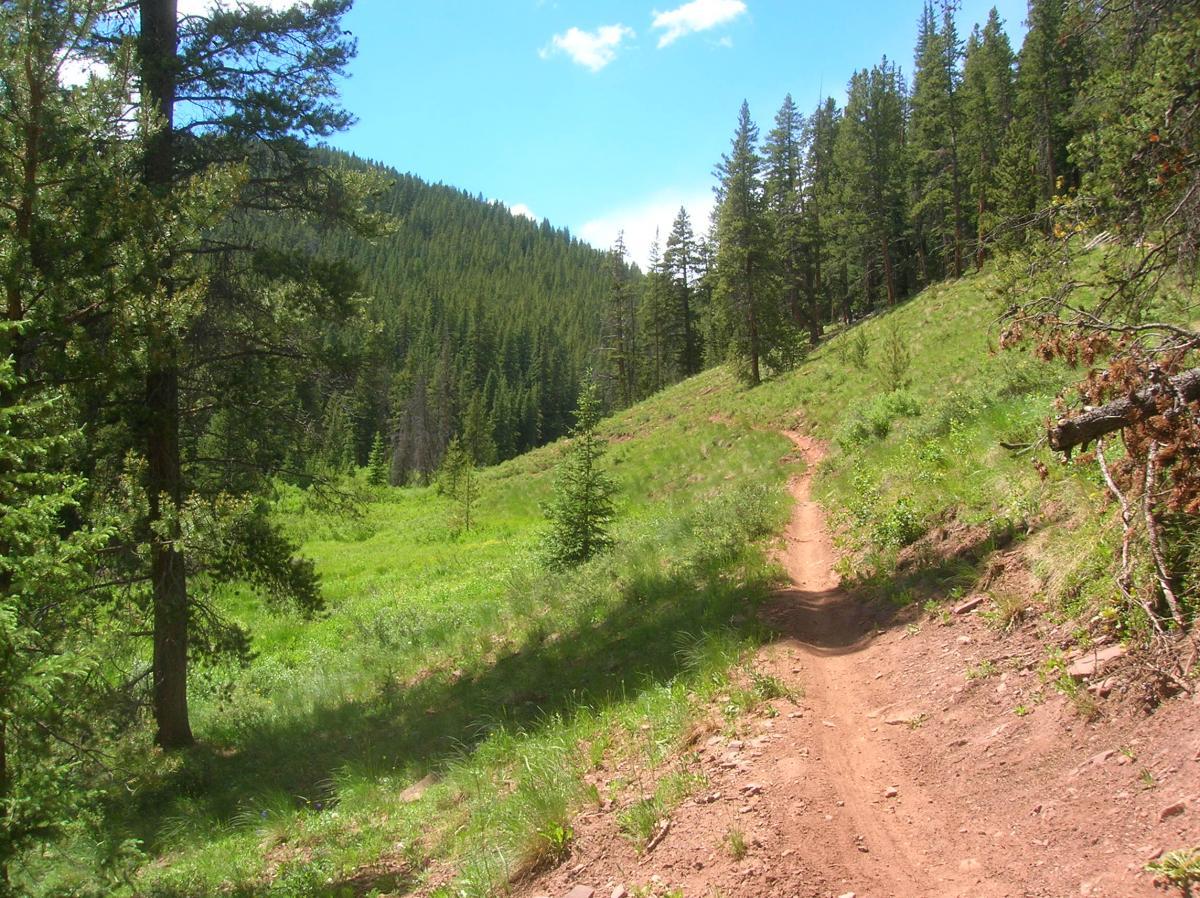 A winding dirt trail leads through a lush green landscape, bordered by tall pine trees and rolling hills under a bright blue sky. Sunlight filters through the foliage, creating a vibrant and inviting natural scene. Reno / Flag / Bear / Deadman Loop mountain bike trail.