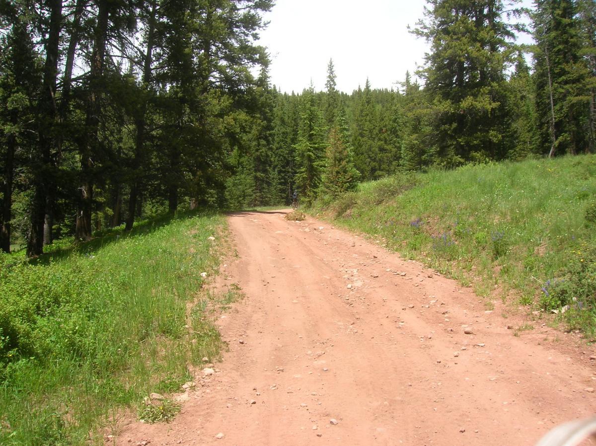 A dirt road winding through a lush green forest, flanked by trees and wildflowers. The sun shines brightly, casting light on the path as it gently curves ahead. Reno / Flag / Bear / Deadman Loop mountain bike trail.