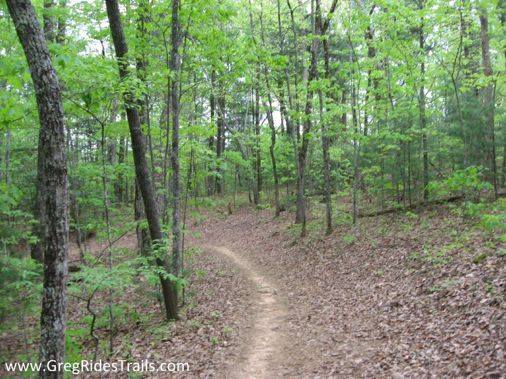 A winding dirt trail surrounded by lush green trees and underbrush in a peaceful forest setting. Jake to Bull Mountain Connecter mountain bike trail.