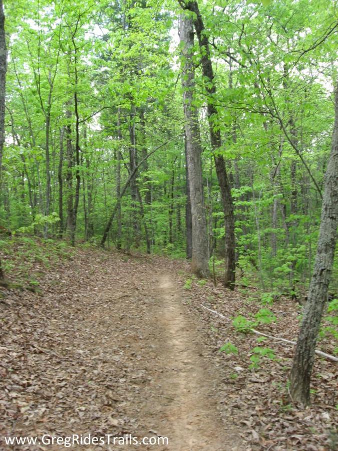 A winding dirt trail shaded by tall trees with vibrant green leaves, surrounded by scattered brown leaves on the ground, indicating a peaceful forest setting. Jake to Bull Mountain Connecter mountain bike trail.