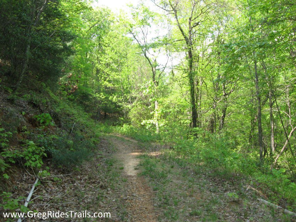 A winding dirt path through a lush green forest, surrounded by trees and vibrant foliage in a sunny setting. The scene conveys a peaceful and natural outdoor environment. Bull / Jake Mountain mountain bike trail.