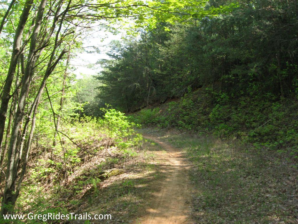 A winding dirt path through a lush green forest, lined with trees and underbrush, inviting for a nature walk or hike. The sunlight filters through the leaves, creating a serene and peaceful atmosphere. Bull / Jake Mountain mountain bike trail.