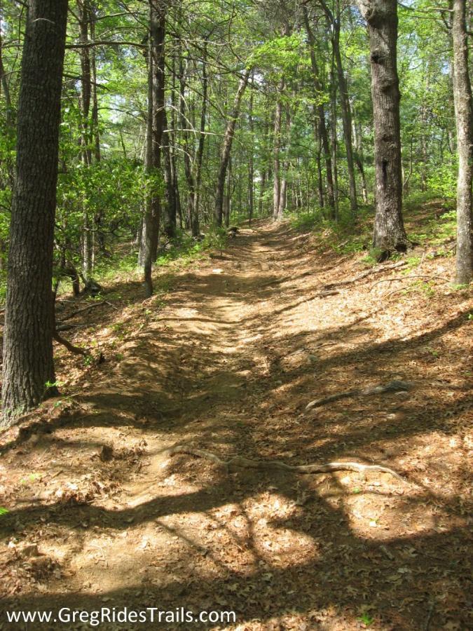 A dirt trail winding through a wooded area, flanked by tall trees with green leaves. Sunlight filters through the branches, casting dappled shadows on the ground covered in fallen leaves and exposed roots. Bull / Jake Mountain mountain bike trail.