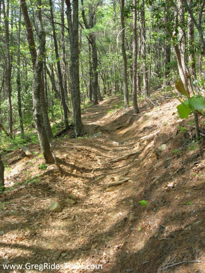 A winding dirt path through a forest, surrounded by tall trees and undergrowth. The trail is bordered by rocks and covered with a mix of dirt and fallen leaves, creating a natural pathway through the greenery. Bull / Jake Mountain mountain bike trail.