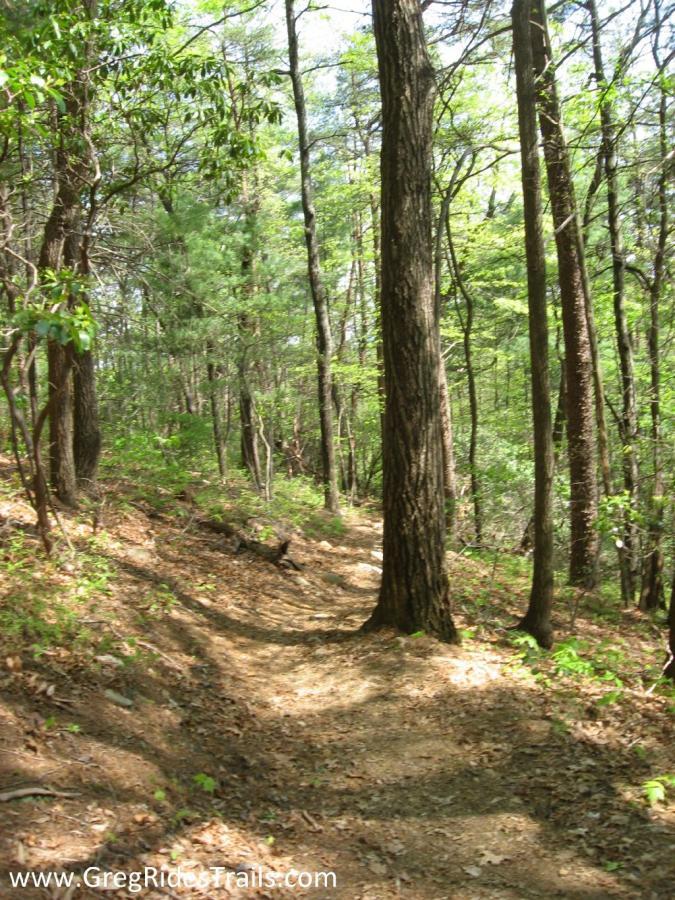 A narrow dirt trail winding through a lush green forest, lined with tall trees and dappled sunlight filtering through the leaves. The ground is covered with fallen leaves and small stones, creating a natural path amidst the surrounding greenery. Bull / Jake Mountain mountain bike trail.