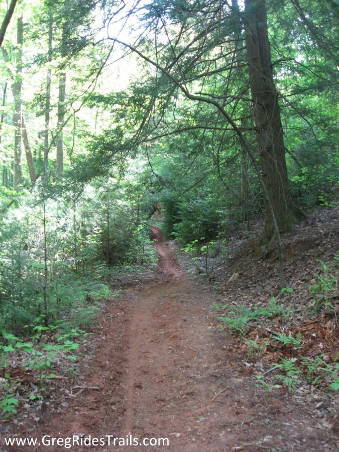 A narrow dirt trail winding through a lush green forest, surrounded by tall trees and dense underbrush. Sunlight filters through the leaves, creating a dappled light effect on the ground. Jake to Bull Mountain Connecter mountain bike trail.