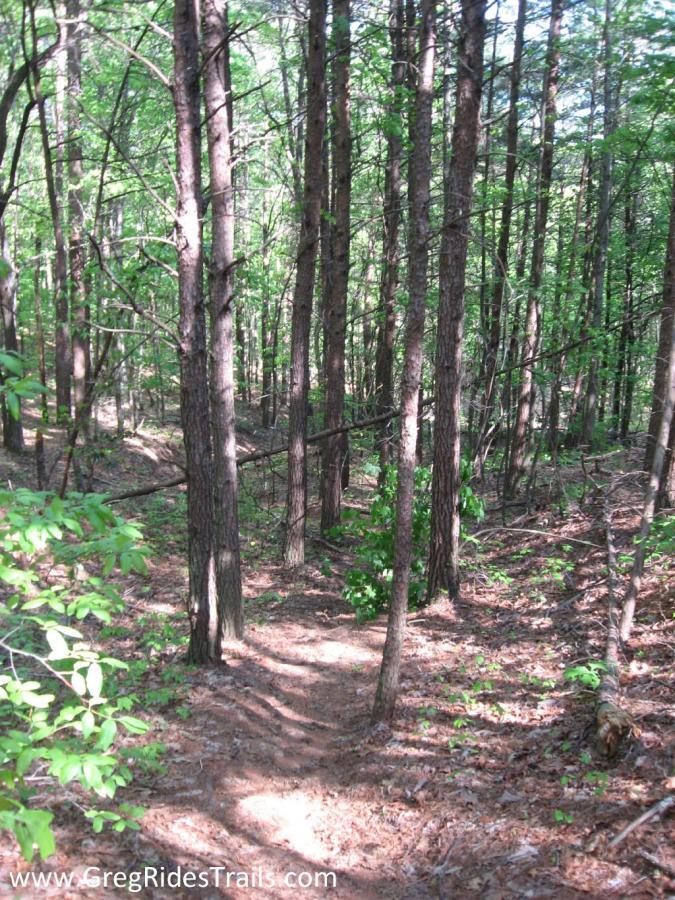 A winding dirt trail meanders through a lush green forest filled with tall, slender trees, dappled sunlight filtering through the leaves. The ground is covered in pine needles and foliage, creating a serene and inviting woodland atmosphere. Bull / Jake Mountain mountain bike trail.
