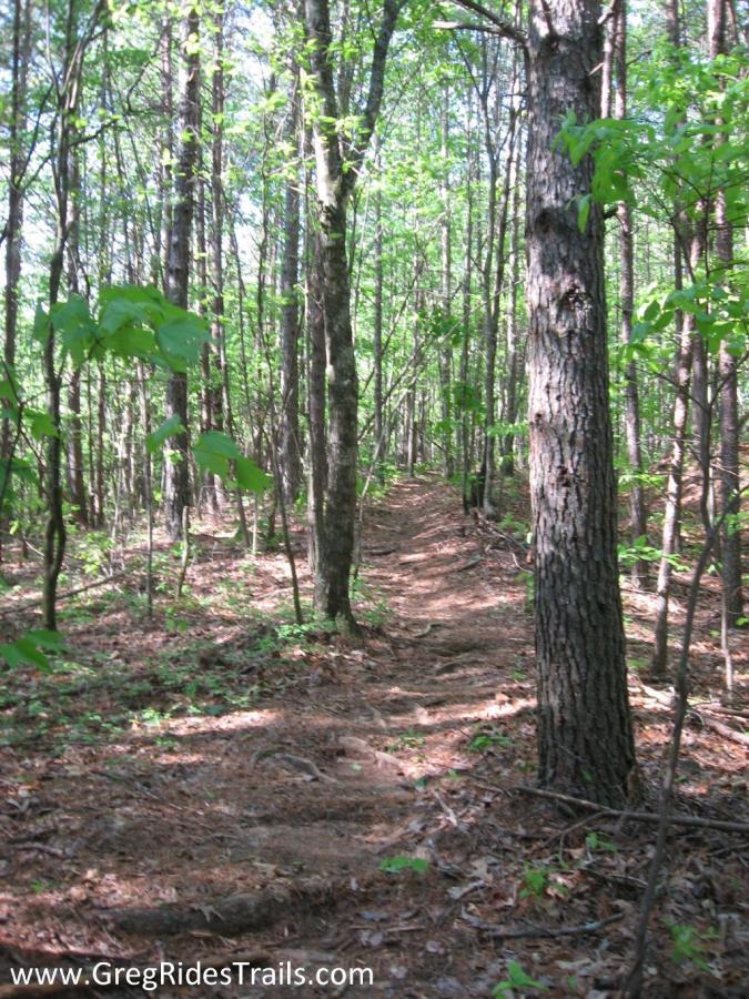 A narrow dirt path winds through a lush green forest, flanked by tall trees and dense foliage. Sunlight filters through the leaves, creating dappled light on the ground, which is covered with pine needles and small plants. The scene conveys a peaceful outdoor environment, perfect for hiking or exploring nature. Bull / Jake Mountain mountain bike trail.