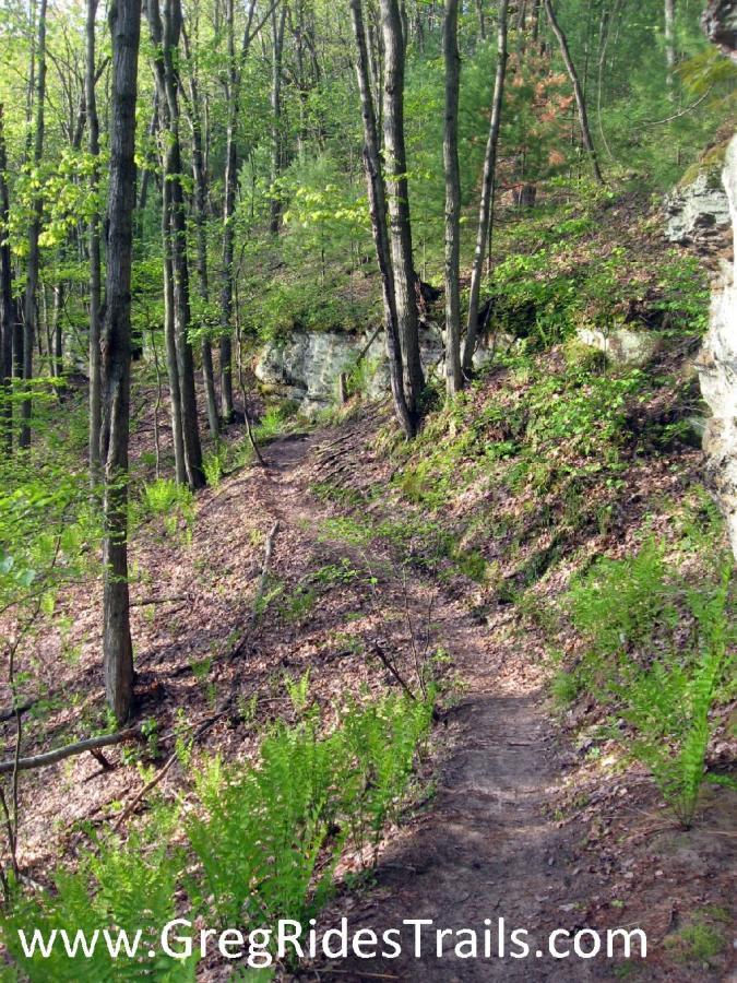A winding dirt trail surrounded by lush greenery and tall trees in a serene forest setting. Ferns and underbrush line the path, which meanders along a rocky hillside. Sunlight filters through the leaves, creating a peaceful and inviting atmosphere for hiking or nature walks. Levis Mounds mountain bike trail.