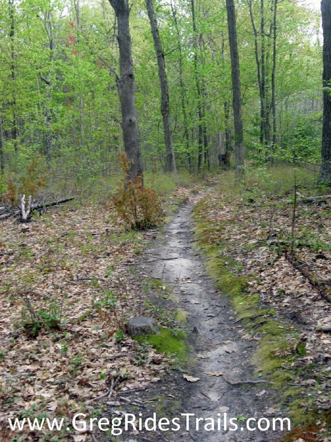 A dirt path winding through a lush green forest, surrounded by trees and scattered leaves on the ground, depicting a serene natural setting. Levis Mounds mountain bike trail.