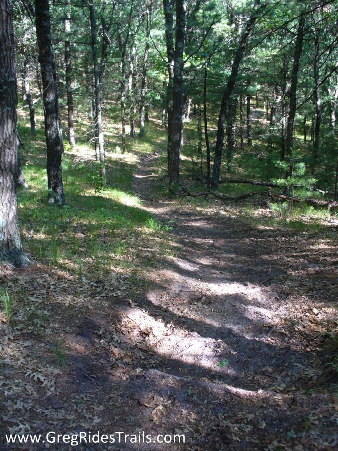 A winding dirt path through a forest, surrounded by tall trees and patches of sunlight filtering through the leaves, with some fallen leaves on the ground. Levis Mounds mountain bike trail.
