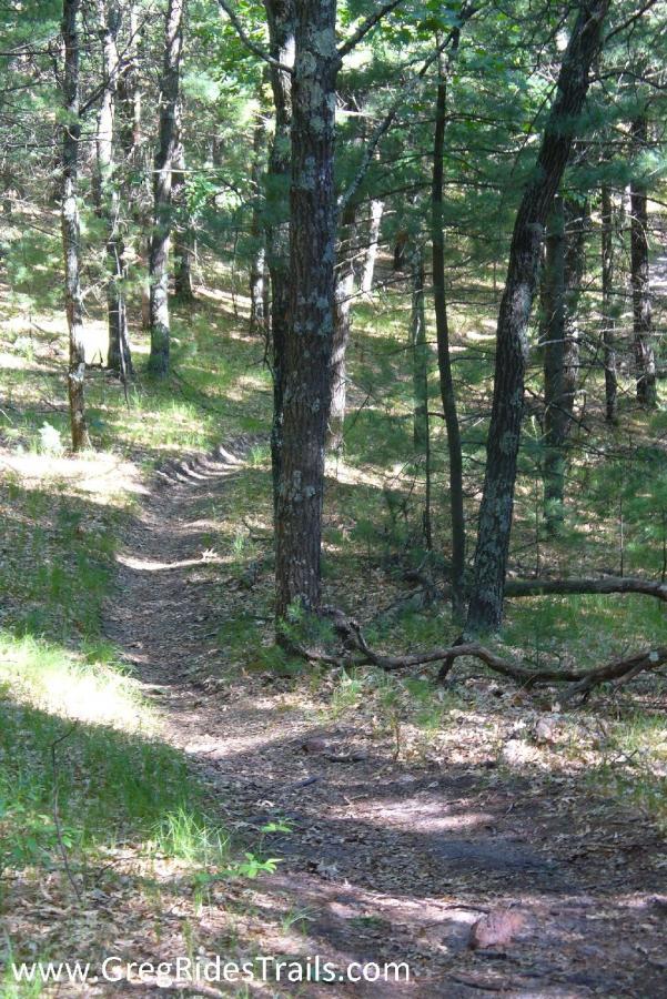 A winding dirt trail through a dense forest, surrounded by tall trees and dappled sunlight filtering through the leaves, with a mix of grass and fallen leaves lining the path. Levis Mounds mountain bike trail.