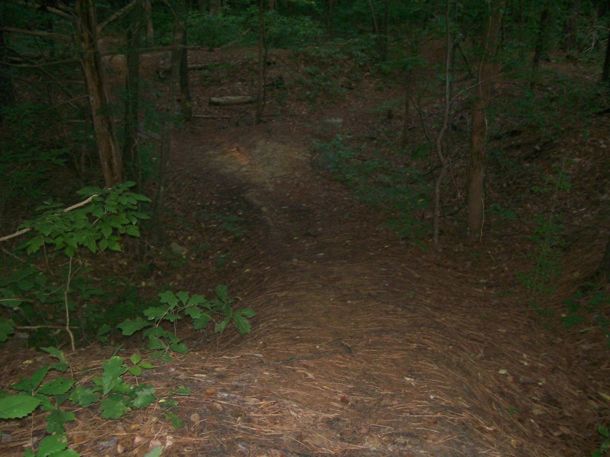 A winding natural path through a dense forest, surrounded by green foliage and various trees. The ground is covered with a layer of pine needles and fallen leaves, creating a serene and earthy atmosphere. Research and Technology Park (ERC) mountain bike trail.