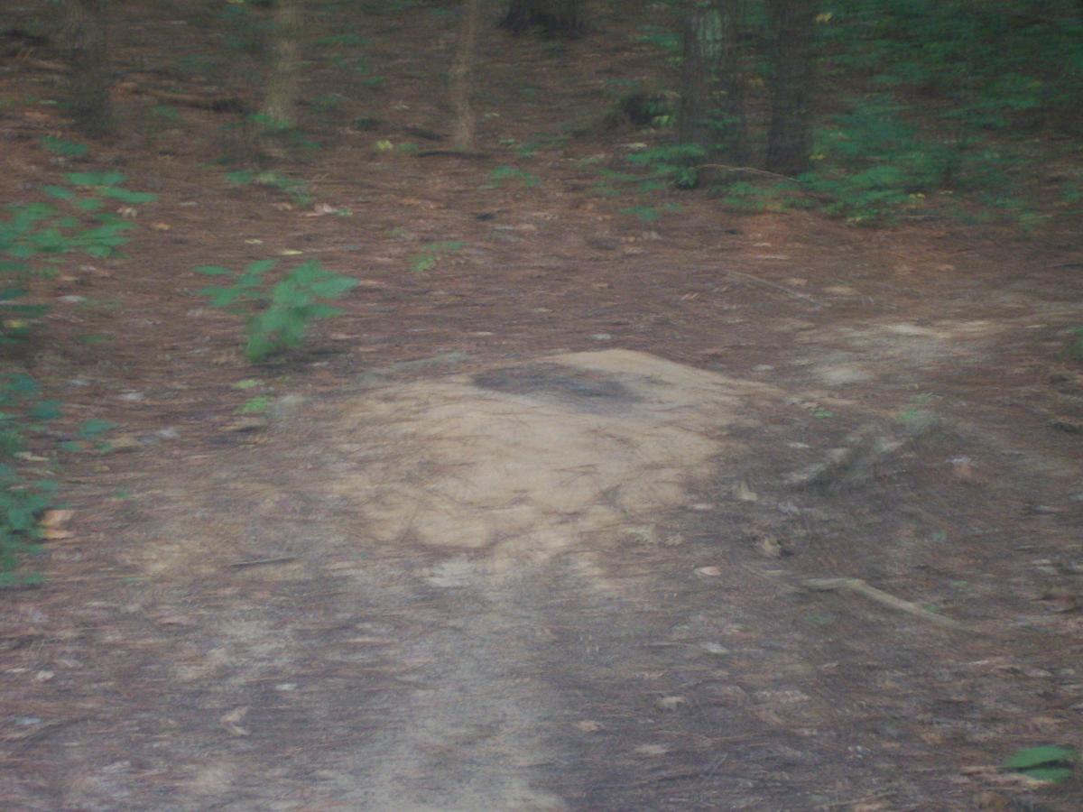 A blurred image of a forest path with patches of light brown soil, surrounded by green plants and trees, indicating a natural woodland environment. Research and Technology Park (ERC) mountain bike trail.