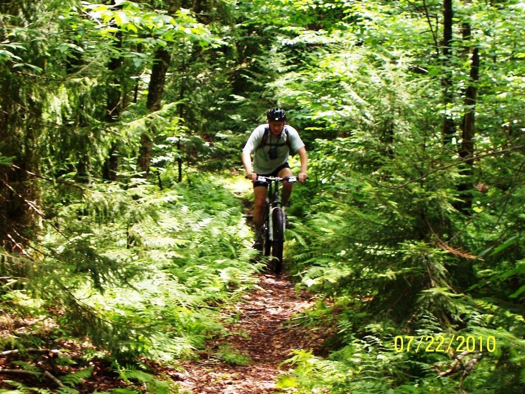 A person riding a mountain bike along a narrow trail surrounded by lush green ferns and dense forest. Sunlight filters through the trees, creating a vibrant outdoor scene. Kennison Mountain Trail mountain bike trail.