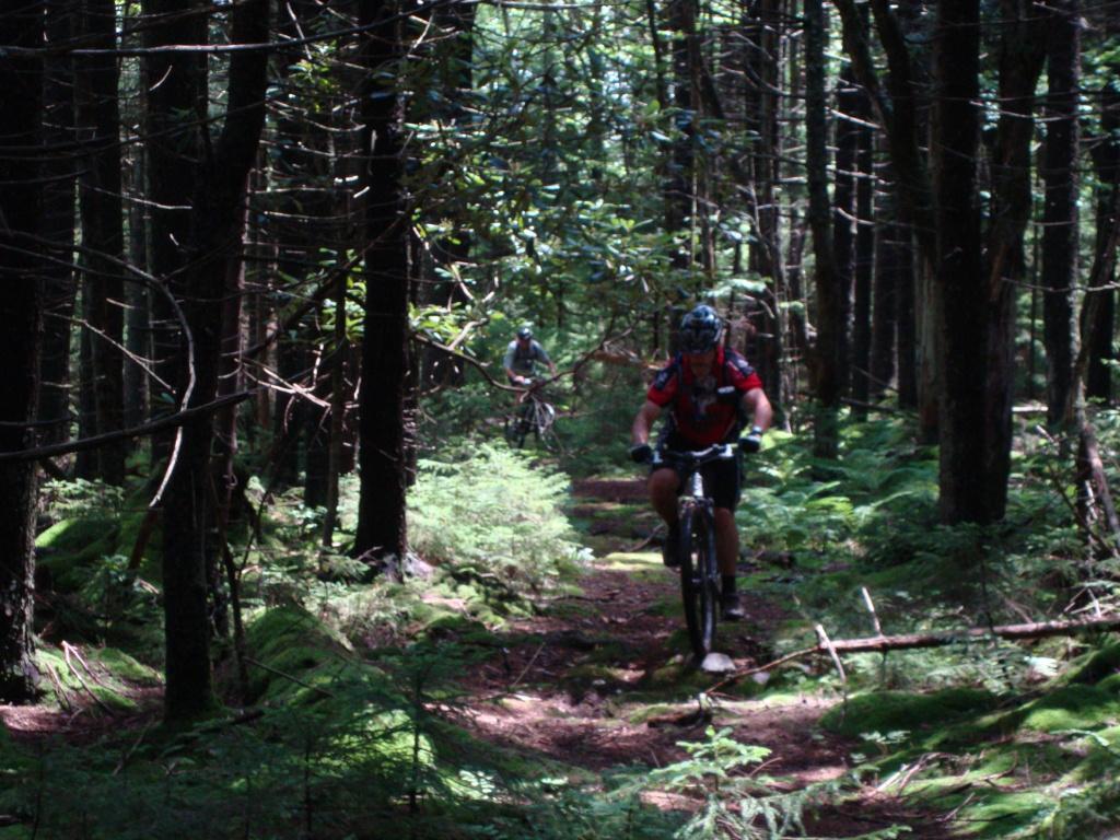 Two mountain bikers navigating a forest trail surrounded by tall trees and ferns, with dappled sunlight filtering through the canopy. One biker is riding on a dirt path, while the other is visible in the background. Kennison Mountain Trail mountain bike trail.