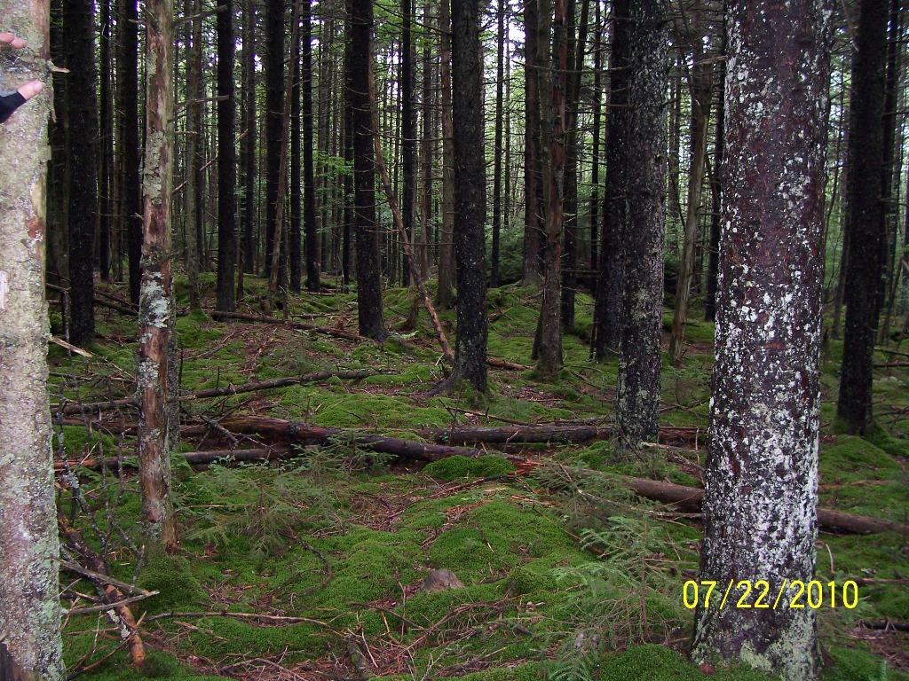 A dense forest scene featuring tall trees with textured bark, surrounded by a lush carpet of green moss on the ground. Fallen branches and logs are scattered among the foliage, which creates a serene and natural atmosphere. The image is dated July 22, 2010. Kennison Mountain Trail mountain bike trail.