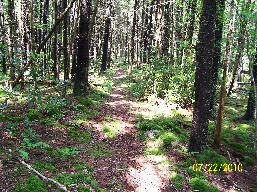 A narrow dirt path winding through a dense forest, with tall trees and lush greenery on either side. The ground is covered in vibrant green moss and ferns, creating a natural, serene environment. Sunlight filters through the tree canopy, illuminating the trail.  Kennison Mountain Trail mountain bike trail.
