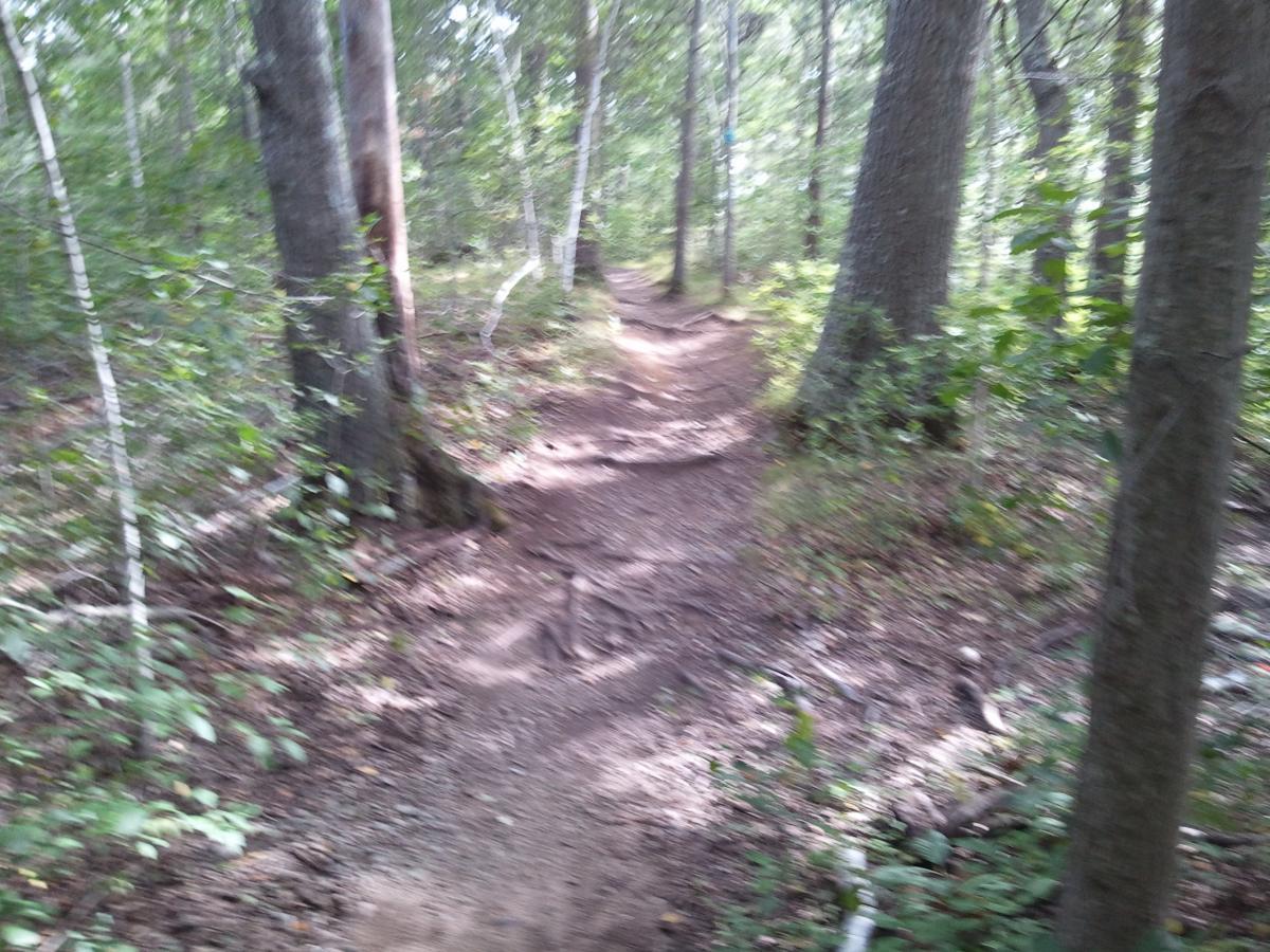 A winding dirt trail through a dense forest with tall trees and rich green foliage on either side. The path is partially obscured by leaves and soil, suggesting a natural and tranquil outdoor setting. Cutler Park mountain bike trail.