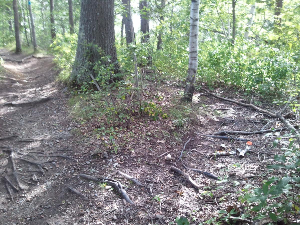 A winding dirt trail in a forest, flanked by trees and greenery, with visible roots and rocks along the path. A small clearing with some debris is visible on one side of the trail. The sunlight filters through the leaves, creating a dappled light effect on the ground. Cutler Park mountain bike trail.