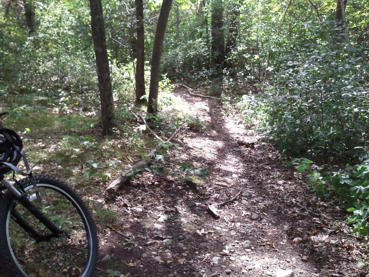 A narrow dirt trail winding through a lush green forest, with sunlight filtering through the trees. In the foreground, part of a mountain bike is visible, leaning against a tree, surrounded by scattered leaves and small plants. Cutler Park mountain bike trail.