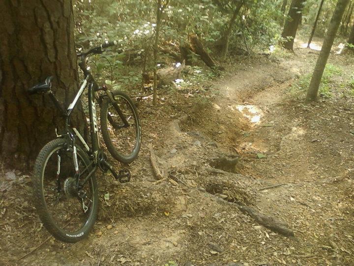 A mountain bike resting against a large tree in a wooded area, with a dirt trail winding through the trees in the background. The bike is positioned near a section of the trail that shows signs of wear and erosion, surrounded by lush greenery and sunlight filtering through the leaves. Munny Sokol Park mountain bike trail.