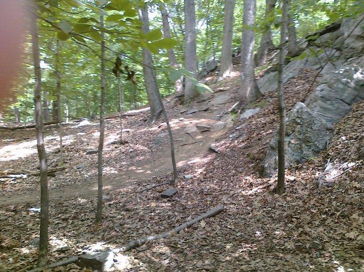 A wooded area featuring tall trees, rocky outcrops, and a dirt path covered with fallen leaves. Sunlight filters through the canopy, creating dappled lighting on the ground. Sprain Ridge mountain bike trail.