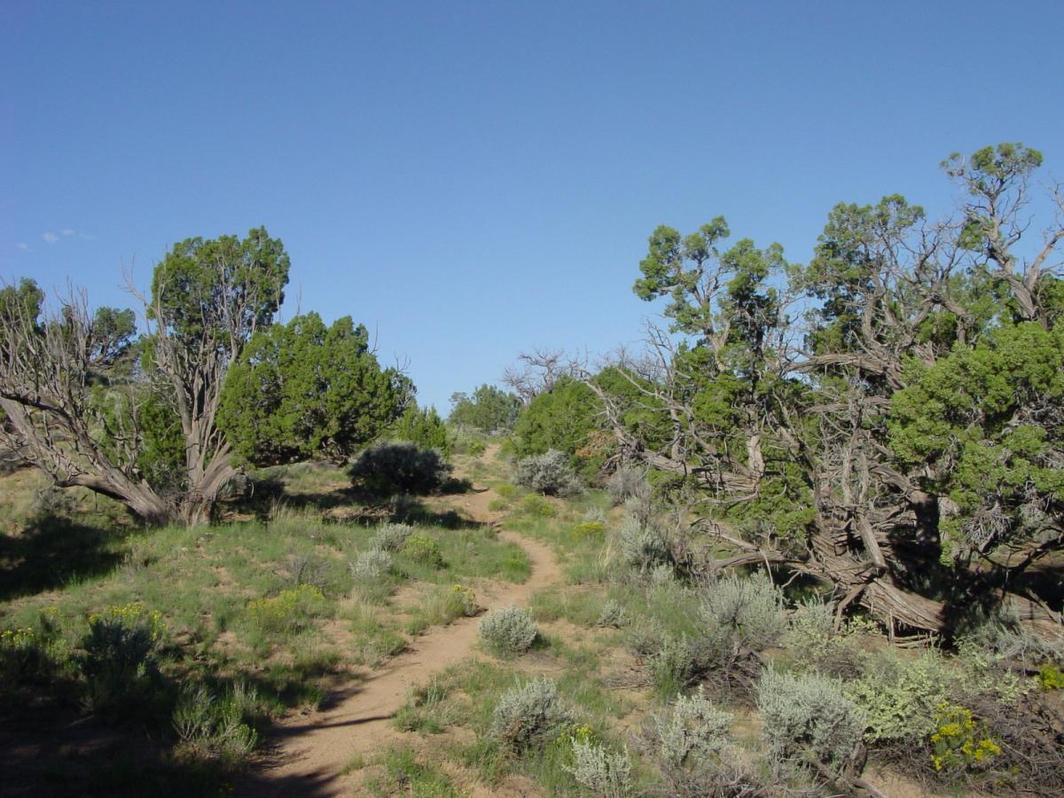 A dirt path winding through a landscape of green shrubs and trees under a clear blue sky. The area features various types of vegetation, including larger trees and smaller bushes, with some dry, bare branches visible. The scene conveys a peaceful, natural environment. High Desert Trail System mountain bike trail.
