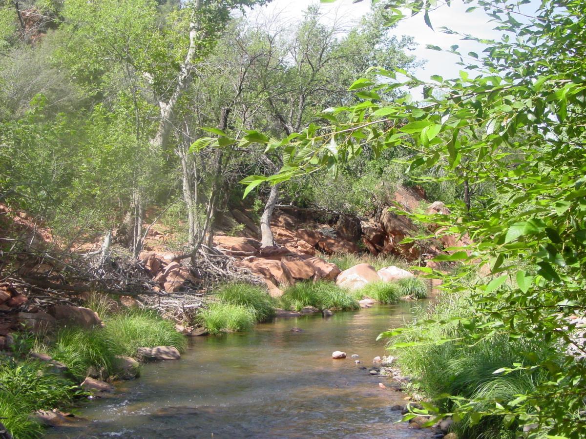 A serene view of a flowing creek surrounded by lush green trees and rocky terrain, with patches of grass along the water's edge. Sunlight filters through the foliage, creating a tranquil natural setting. Templeton mountain bike trail.
