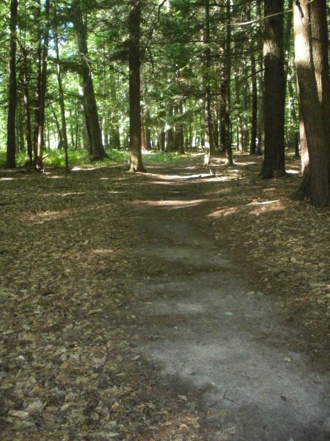 A narrow, winding dirt path surrounded by tall trees in a forest, with sunlight filtering through the leaves and a scattered layer of fallen leaves on the ground. Hartwick Pines mountain bike trail.