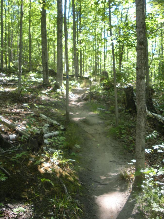 A narrow dirt trail winding through a lush green forest filled with tall trees, dappled sunlight filtering through the leaves, and patches of grass and underbrush on either side. Noquemanon Trails Network: South Marquette Trails mountain bike trail.