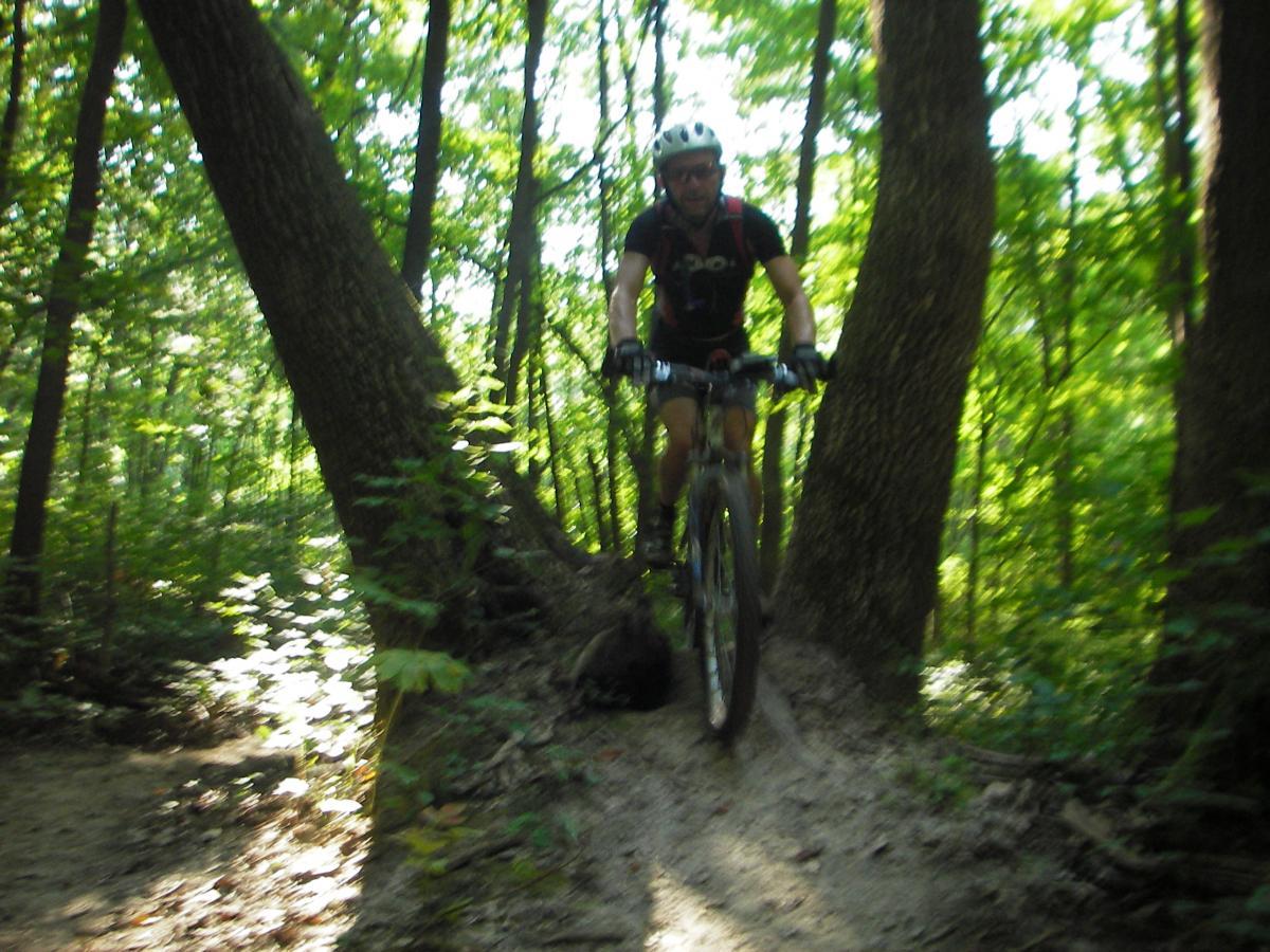 A mountain biker riding along a narrow trail in a lush green forest, with tall trees and dappled sunlight filtering through the leaves. The cyclist wears a helmet and biking gear, navigating a section of the trail that features a fallen log. Kickapoo mountain bike trail.
