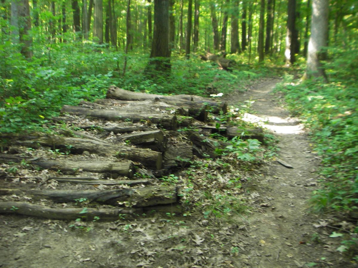 A forest path with a pile of fallen tree logs on one side, surrounded by dense greenery and dappled sunlight filtering through the trees. Kickapoo mountain bike trail.