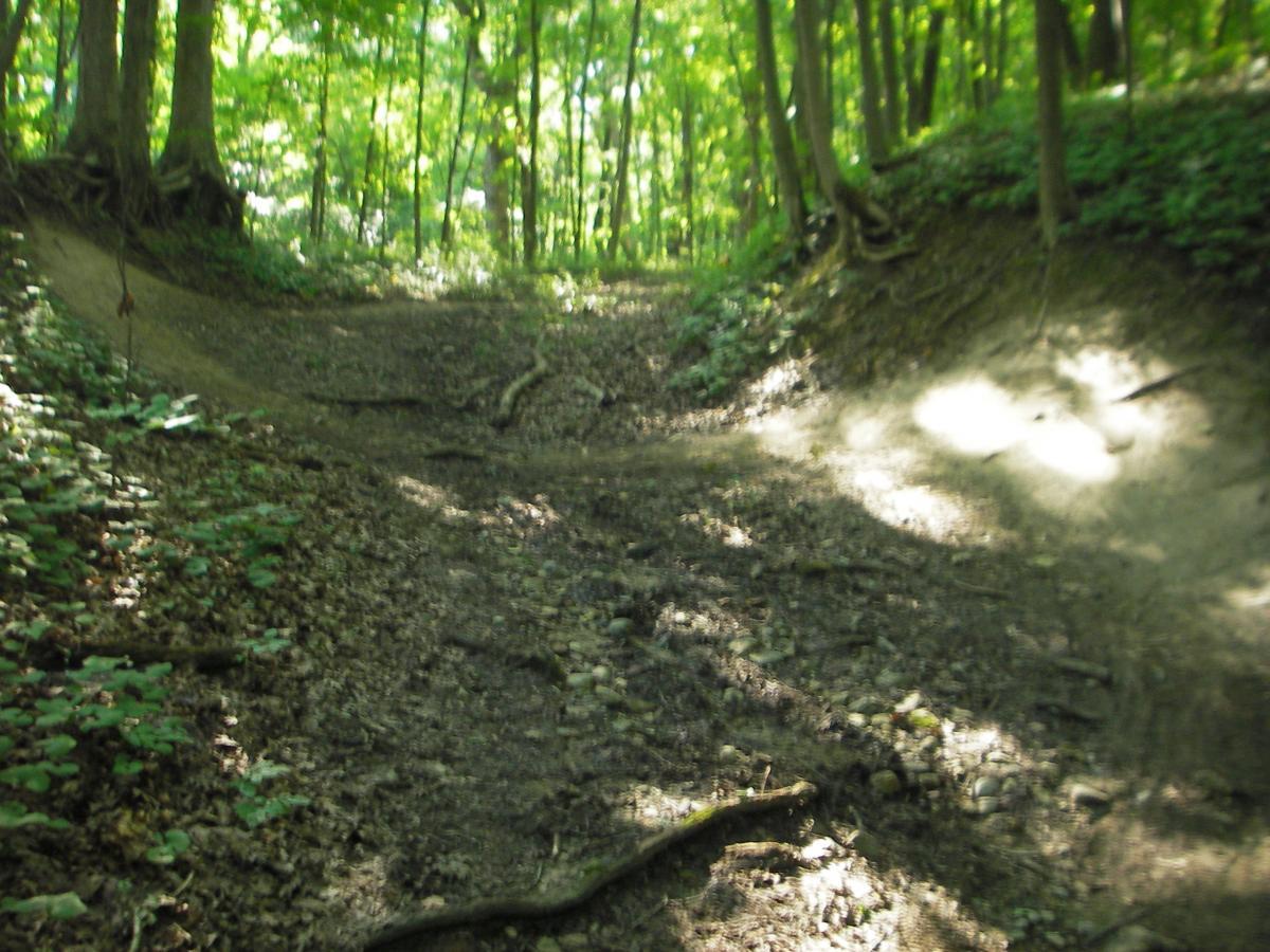 A sunlit forest path with a dry, uneven terrain, surrounded by lush green trees and underbrush. The scene features exposed roots and scattered rocks along the ground, highlighting the natural landscape of the woods. Kickapoo mountain bike trail.