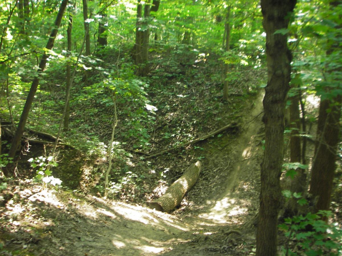 A sunlit forest scene featuring a winding path through lush green foliage. The ground is covered in leaves and dirt, with trees lining the sides. A fallen log is partially visible in the foreground, suggesting a natural, wooded environment ideal for hiking or exploration. Kickapoo mountain bike trail.