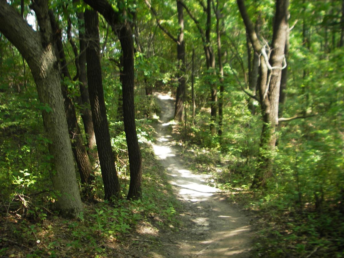 A winding dirt path through a lush green forest, flanked by tall trees and dense underbrush, suggesting a peaceful natural setting. Outback Trail at Imagination Glenn mountain bike trail.