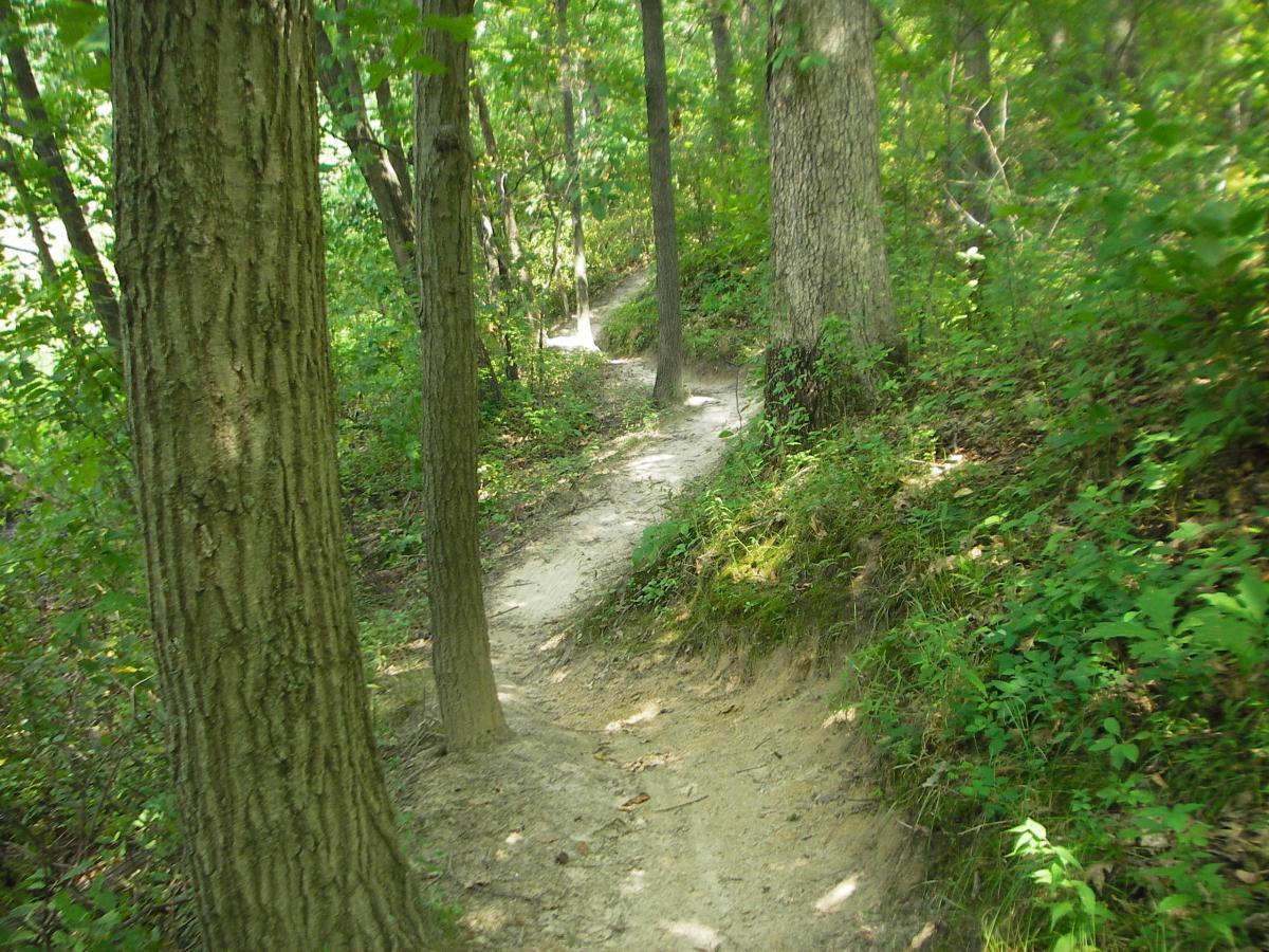A winding dirt path surrounded by tall trees and lush greenery, leading through a forested area. Outback Trail at Imagination Glenn mountain bike trail.