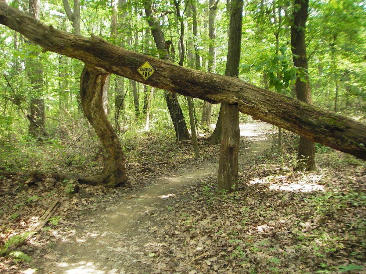 A winding dirt trail in a lush forest, featuring a fallen tree arching over the path. A caution sign is attached to the tree, warning of potential hazards. The surrounding area is filled with greenery, including various trees and undergrowth. Sunlight filters through the leaves, illuminating the serene environment. Outback Trail at Imagination Glenn mountain bike trail.