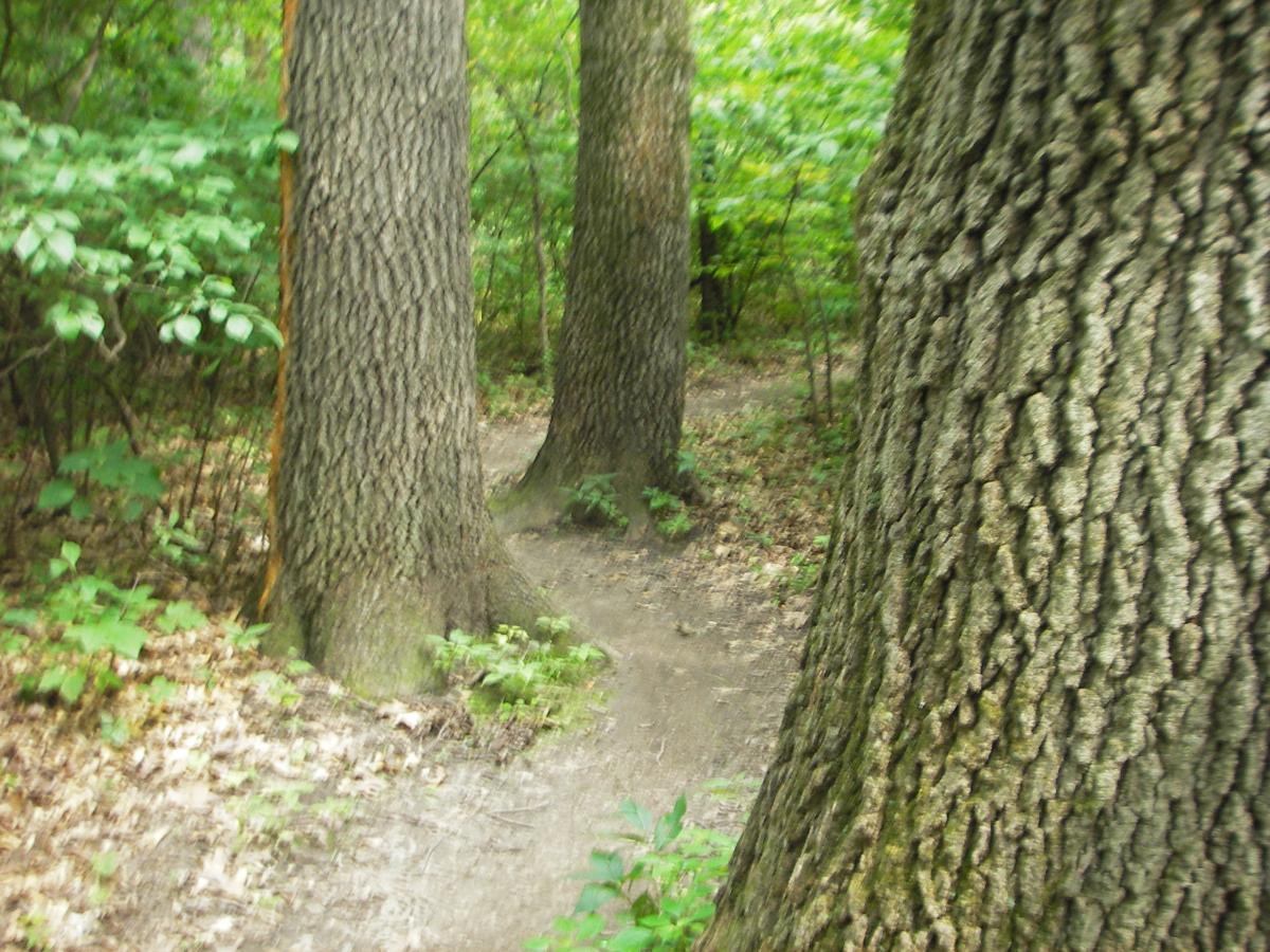 A narrow dirt path winding through a lush green forest, flanked by tall, textured tree trunks and underbrush. The scene captures a serene, natural environment with vibrant foliage. Outback Trail at Imagination Glenn mountain bike trail.